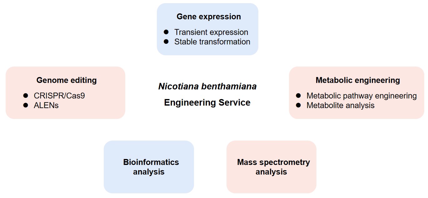 Fig.1 N. benthamiana engineering service. (CD BioGlyco)