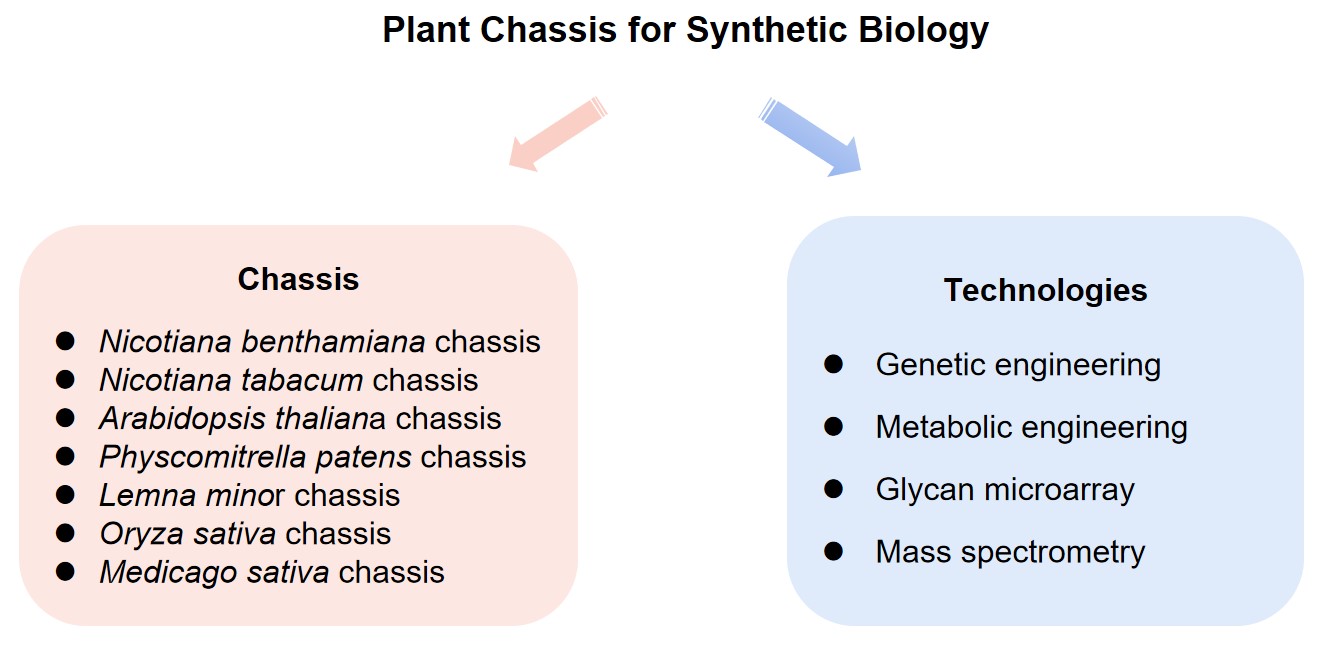 Fig.1 Plant chassis for synthetic biology. (CD BioGlyco)